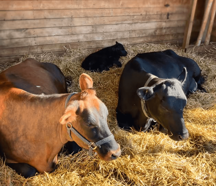 Early Dawn Farm, Cochrane, AB