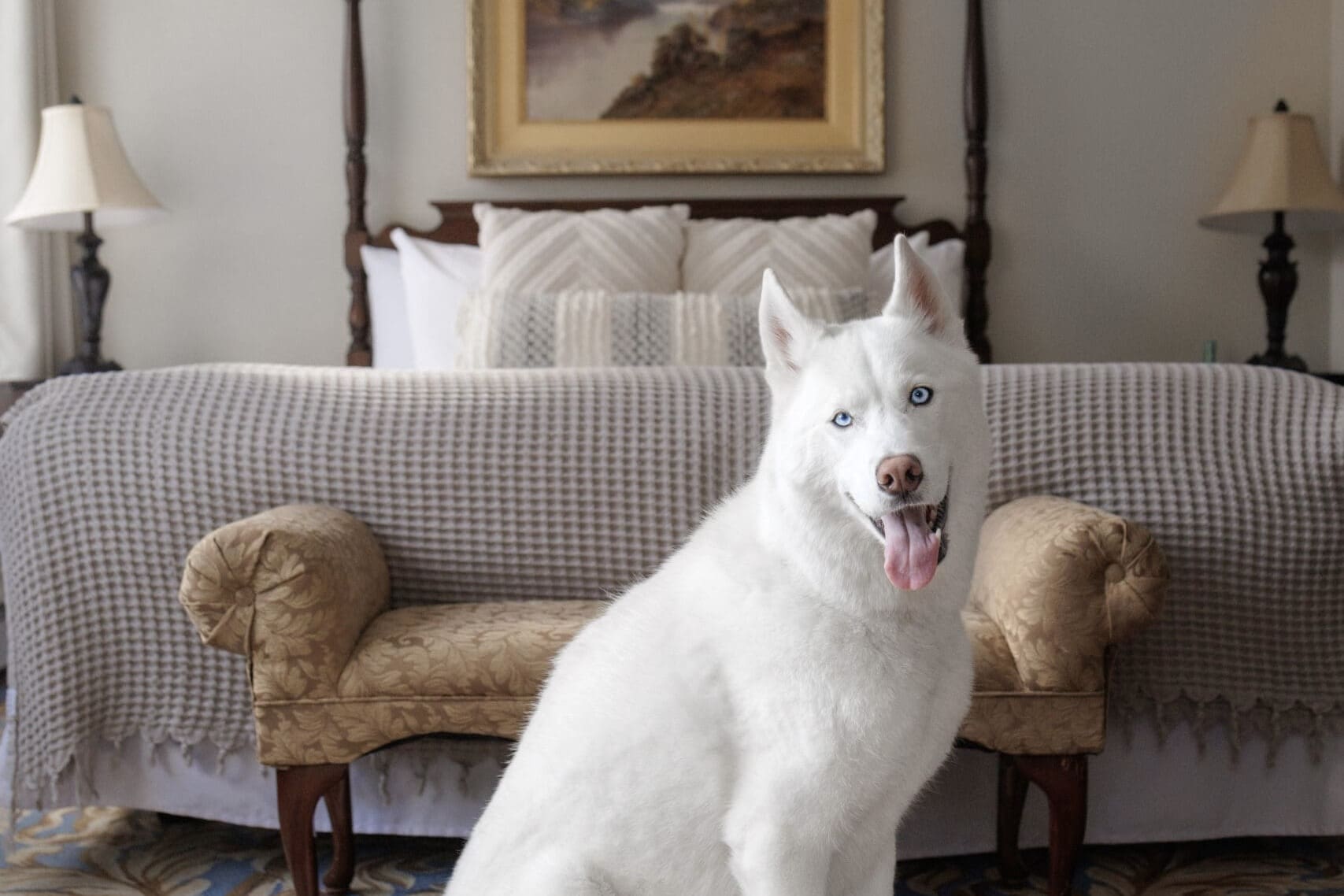 pet friendly accommodation the crossing cochrane ab pet friendly accommodation the crossing cochrane ab