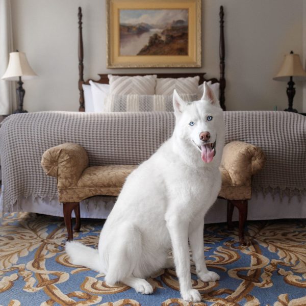 Crossing - Pet Friendly