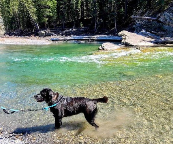 Dog at The Crossing at Ghost River